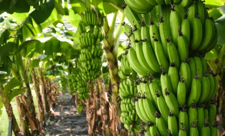 Banana Farm