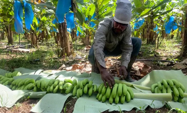 Banana farmer