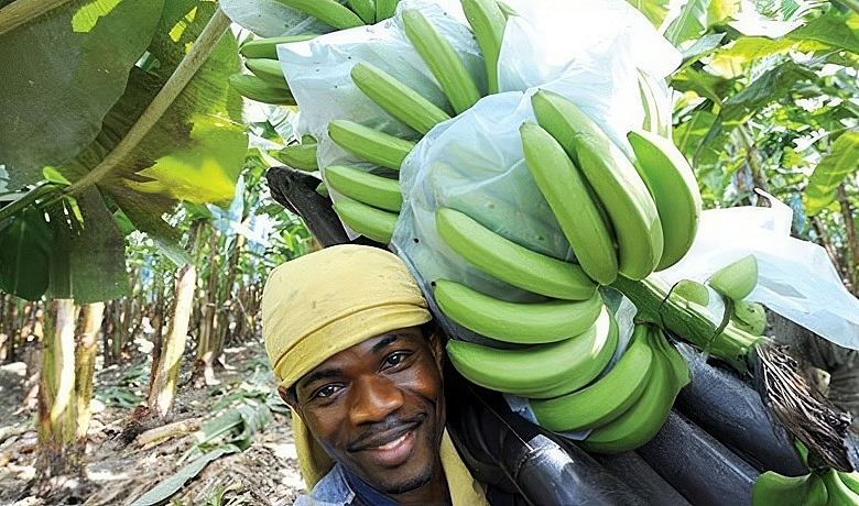 Banana Farmer Dominica