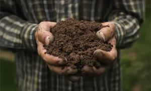 Dominica's Fertile Volcanic Soil