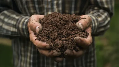 Dominica's Fertile Volcanic Soil