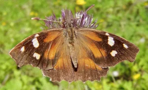 Dominican Snout