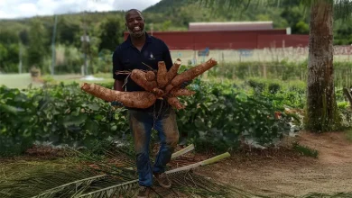 Farmer with Big Yams, Dominica