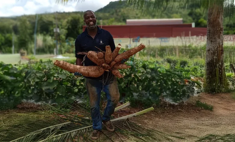 Farmer with Big Yams, Dominica