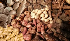 Root Crops Dominica