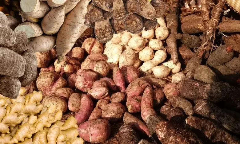 Root Crops Dominica