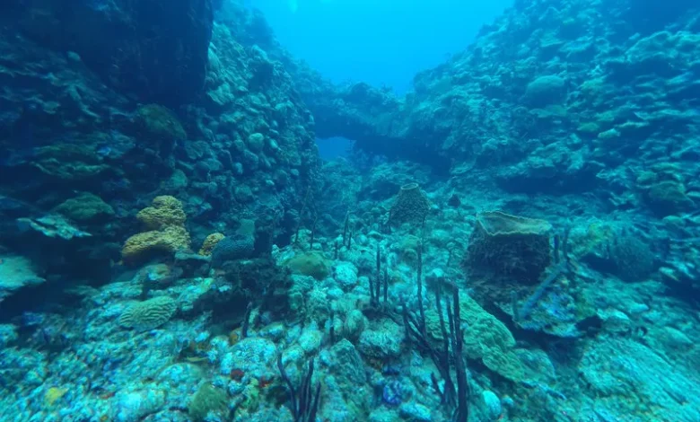 Tube Reef: A Marine Haven