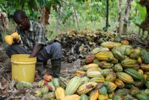 Cocoa Cluster Development Project