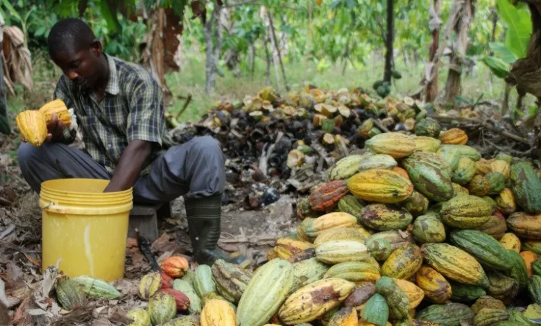 Cocoa Cluster Development Project