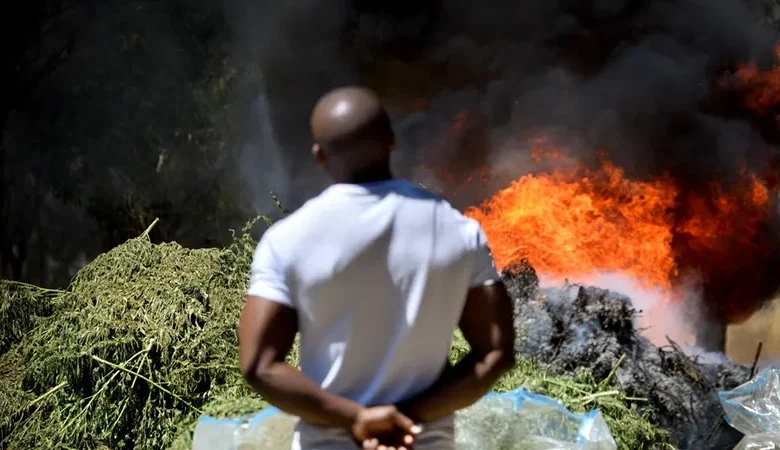 Destroying Marijuana Dominica