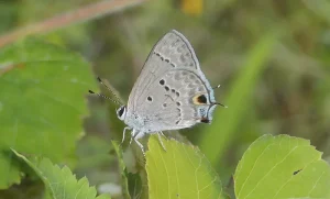 Dominican Hairstreak Butterfly