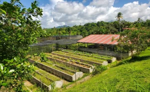 Woodford Hill Agricultural Station