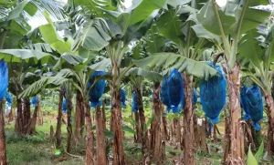 Dominica Banana Trees