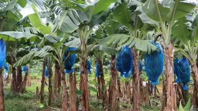 Dominica Banana Trees