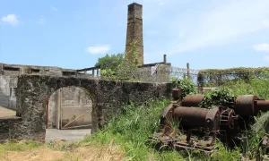 Belfast Estate in Dominica