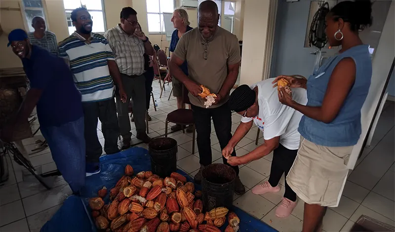 Dominica’s Cocoa Industry Embraces Innovation in Five-Day Training