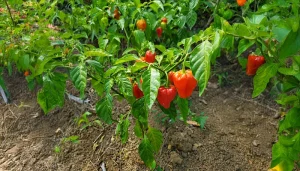 Dominica Hot Peppers