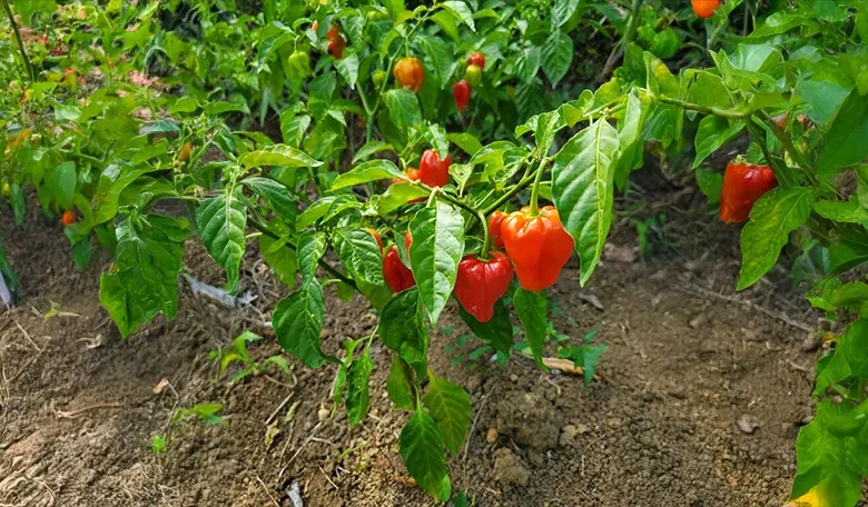 Dominica Hot Peppers