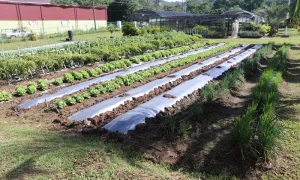 One Mile Agricultural Station