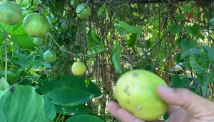 Passion Fruit from Dominica