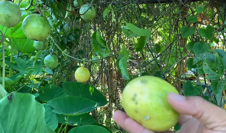 Passion Fruit from Dominica