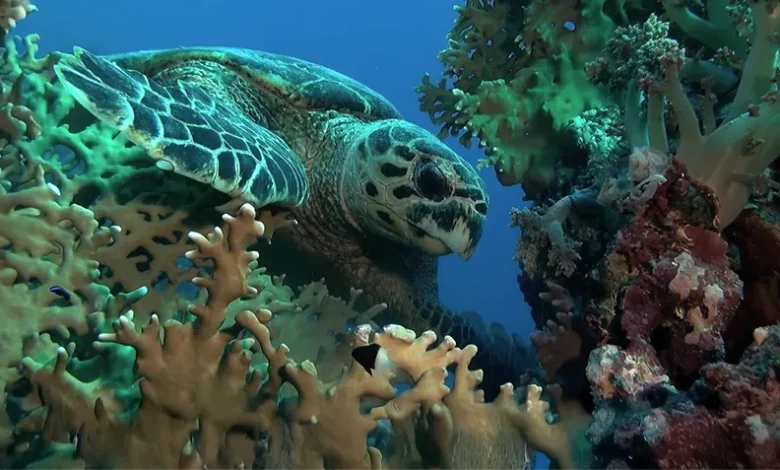 Hawksbill Turtles in Dominica