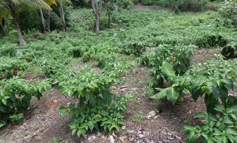 Hot Pepper Pilot project