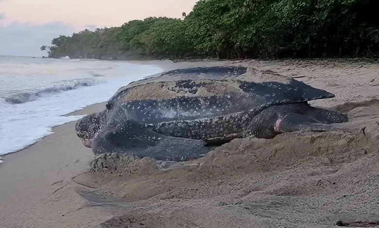 Leatherback Turtles in Dominica