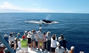 whale watching in Dominica