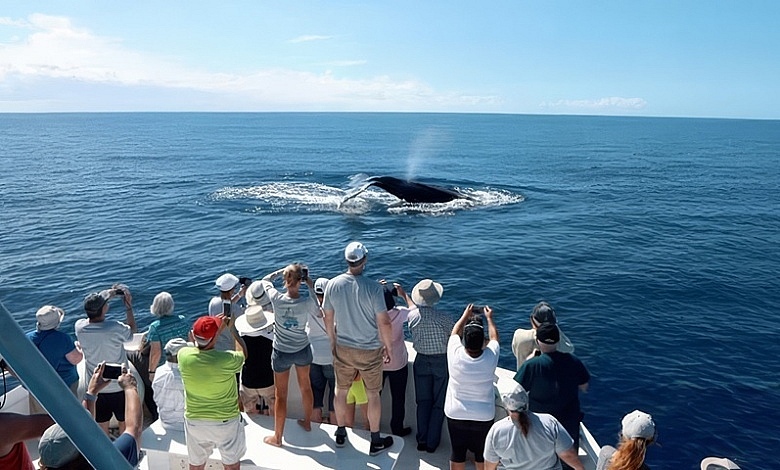 whale watching in Dominica