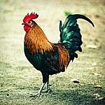 Profile picture of Yard Fowl